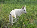 White Swiss Shepherd in the summer on the grass Royalty Free Stock Photo